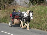 Horse and trap at Abbeylands - (4/4/03).