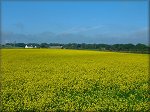 Rapeseed field in Malew.