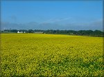 Rapeseed field in Malew.