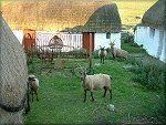 Loaghtan Sheep at Cregneash Folk Village.
