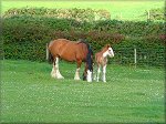 Mother and Son - Ballajora - Maughold.