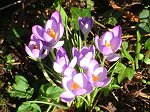 On the banks of the Sulby River - (13th March 2003)