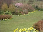 Daffodils at the Arboretum - (24th March 2003)