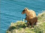 Loaghtan Sheep on Maughold Headland - (10/5/03)