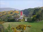  Lady Isabella amongst the rich yellow gorse - (1/5/2003)