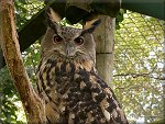 An Eagle Owl at the Curraghs Wildlife Park.