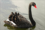 A beautiful majestic swan - (1/4/05)