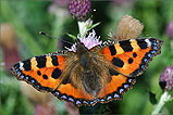 A Small Toirtoise Shell Butterfly - (7/8/05) 