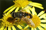 The making of Manx Honey! - (7/8/05) 