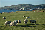 Looking towards the radio beacon at Cregneash - (12/12/05)