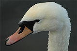 A friendly Swan in Castletown Harbour - (23/1/05)