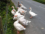 Feeding time at the Eairy Dam Foxdale - (1/7/05)