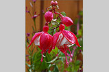 A macro image of fuchsia in my garden - (1/7/05)