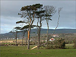 A sad scene at Great Meadow Castletown - (3/3/05)