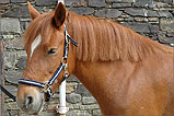 A Pony at the Whitehouse in Kirk Michael - (16/5/05)