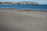 Footsteps on Douglas Beach - (12/11/05)