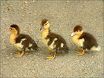 Triplets at the Garey Ford Lezayre - (18/8/03)