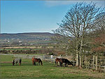 Great Meadow - Castletown - (17/1/04)