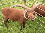 A Manx Loaghtan Sheep - (27/7/03)