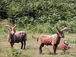 Loaghtan Sheep (not to happy!!!) - (1/7/04)