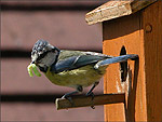 A busy Mum and Dad - (25/5/04)