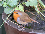 My wife's little friend who is always in our garden - (1/11/04)