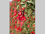 A Hedgerow of Manx Fuchsia - (18/10/04)