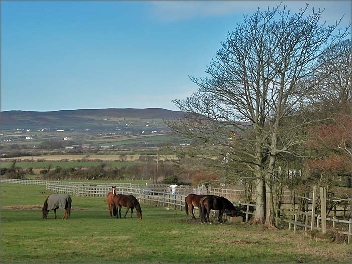 Great Meadow | Castletown | Isle of Man | Manx | Pictures | Photography